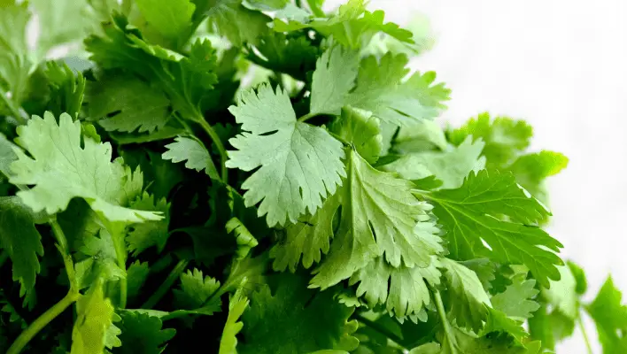 substitutes for fresh cilantro leaves