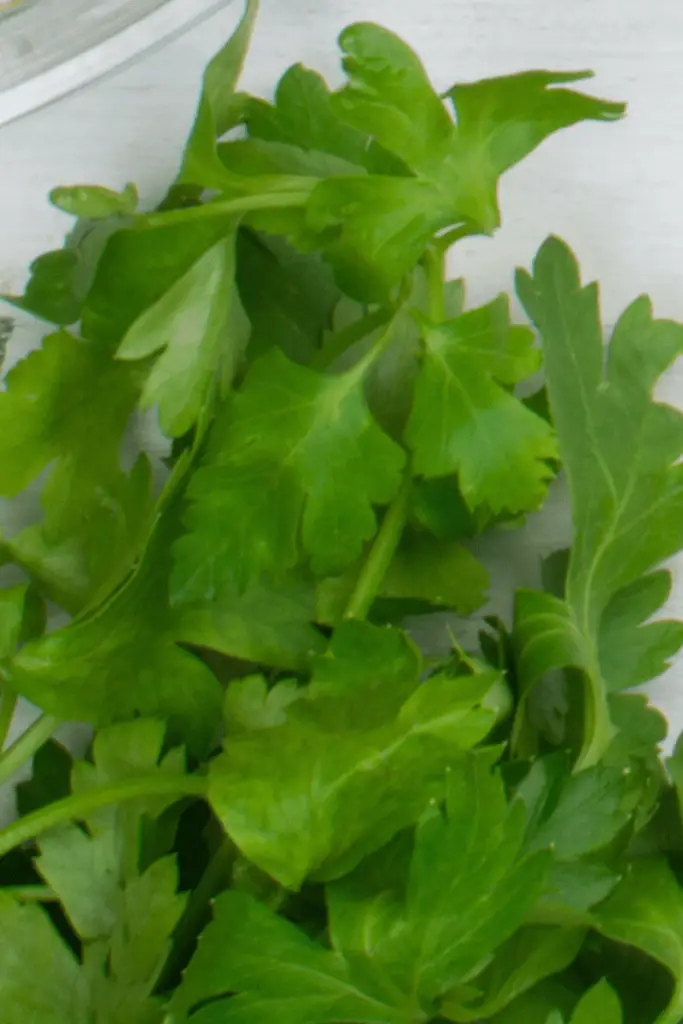 substitute for cilantro leaves