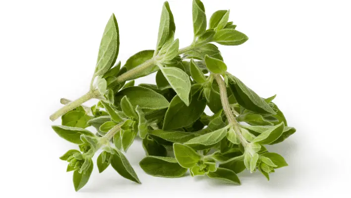 oregano is an ideal substitute for marjoram