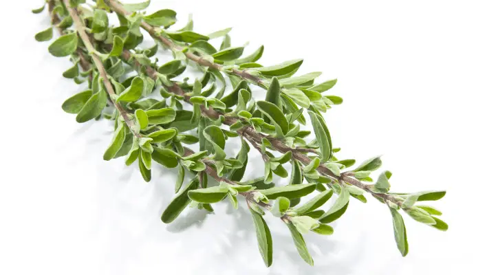 Thyme as a substitute for rosemary