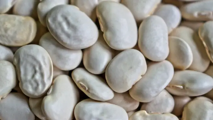white tepary beans