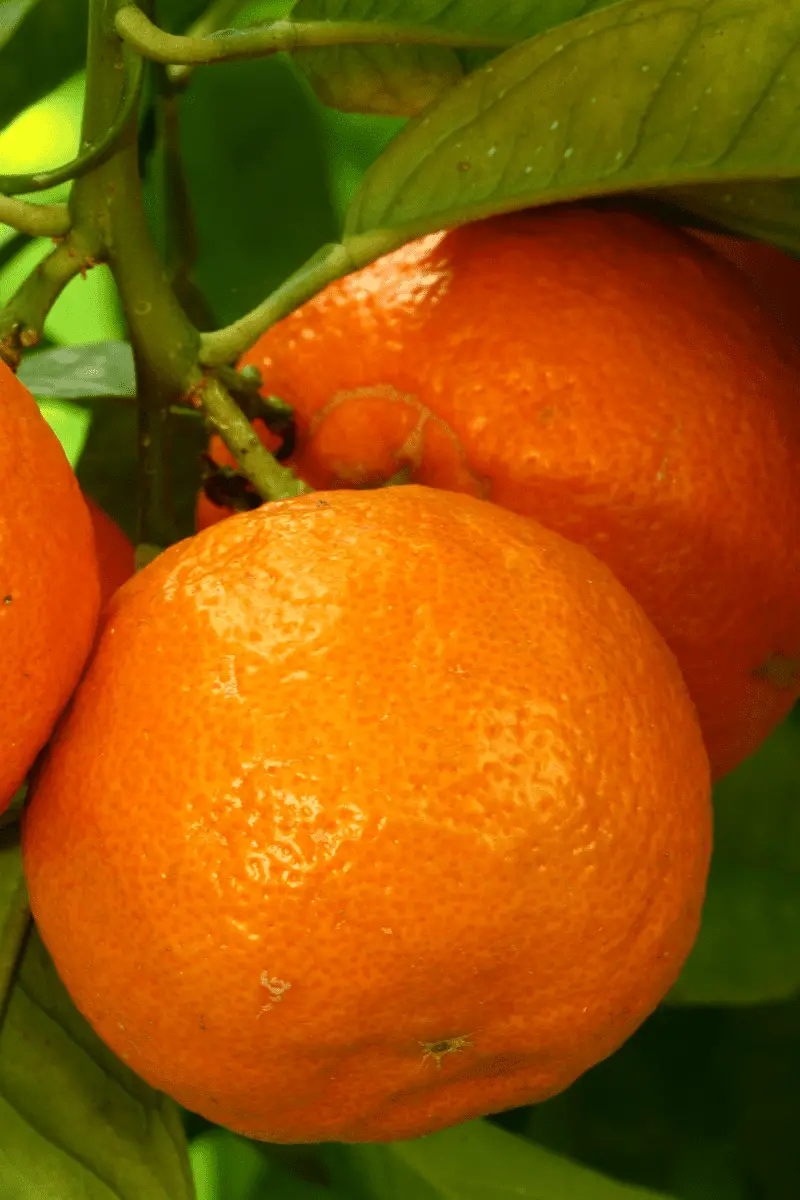 sour oranges