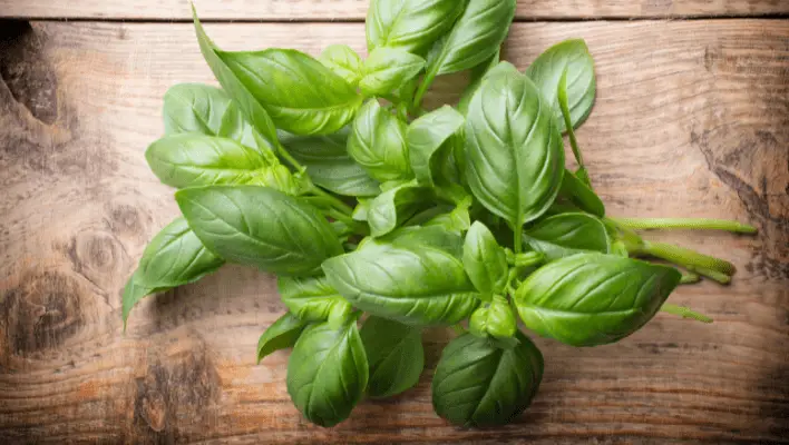 Basil is a great sub for cilantro in salsa